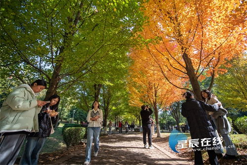 奇涛视界 湖南农业大学的枫叶又双叒叕红了