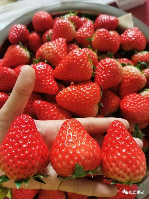 春日里的小确幸,甜蜜草莓君上线啦