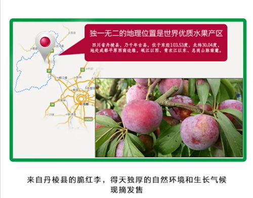 新鲜现摘 果园直供 四川宜宾脆红李土李子脱骨李空心李非半边红青脆李妇开胃现货包邮