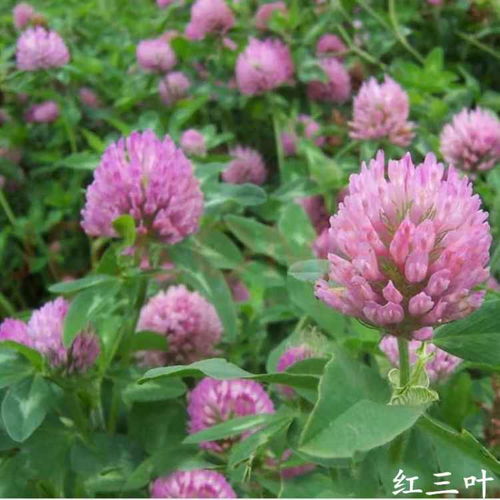 红三叶草种植用途有哪些种子哪里有卖