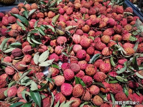 买荔枝时,挑红的还是挑青的 果农 只要认准这4点,一挑一个准