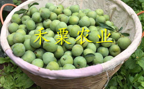 【铜仁五月脆李苗在线获取报价。五月脆李苗基地】- 