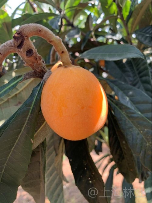 沪产枇杷新鲜上市 挑选秘籍看这里