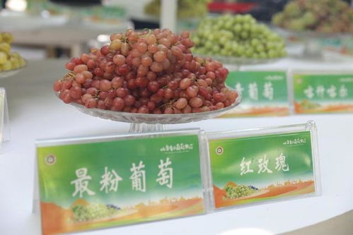 免费品尝 谁是最小 最圆 最甜 的葡萄