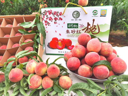 桐柏县 县长化身 主播 带货,为国家地标产品 朱砂红桃 代言