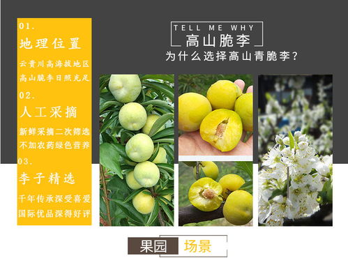 四川脱骨李土李子空心茵红李新鲜水果现摘精品孕妇水果巫山青脆李多规格