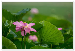 青荷盖绿水,芙蓉披红艳 中关村在线摄影论坛