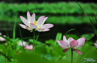 青荷绿水芙蓉红 中关村在线摄影论坛的视觉盛宴