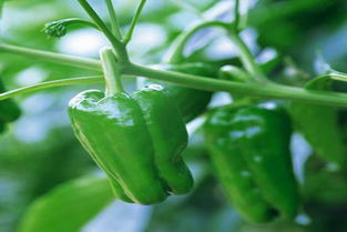 红土地上的绿色基地 江西绿色生态农业发展大记事